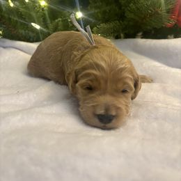 Donner-Silver Boy - Red  male Goldendoodle puppy in Lewisville, Texas from Zink Doodles