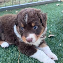 Ozzy - Red tri-color male Australian Shepherd puppy in Ramona, California from Blue Moon Aussies