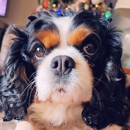 Lucy - Cavalier King Charles Spaniel