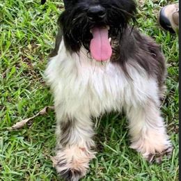 Oscar - Maltese