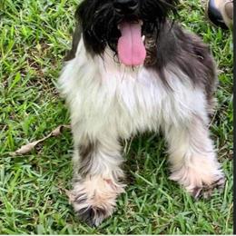 Oscar - Maltese
