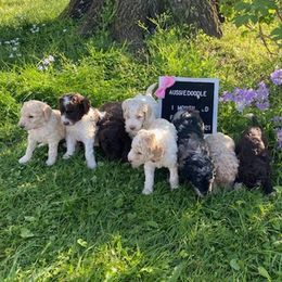 Aussiedoodles and Labradoodles from Doodle This Doodle That