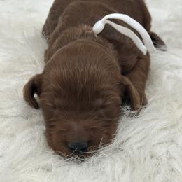 White Girl - Red  female Goldendoodle puppy in Waskom, Texas from Pearls & Curls doodles & poodles