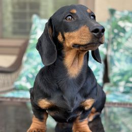 Apollos - Dachshund