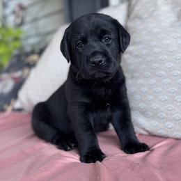 Ridge - Black male Labrador Retriever puppy in Rocky Top, Tennessee from Rocky Top Retrievers