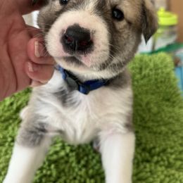 Anatolian Shepherd Dog Puppies from Heaven Can Wait Anatolians