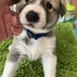 Anatolian Shepherd Dog Puppies from Heaven Can Wait Anatolians