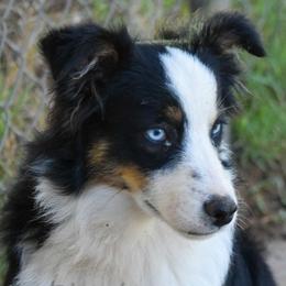 Australian Shepherds, Miniature American Shepherds, Miniature Australian Shepherds, and Toy Australian Shepherds from Texas Bluebonnet Herders