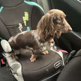 Dachshunds and Poodles from Kairos Meadows Kennel AKC