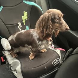 Dachshunds and Poodles from Kairos Meadows Kennel AKC