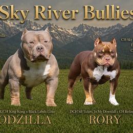 American Bully puppies from Sky River Bullies