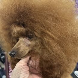 Vannah - Poodle