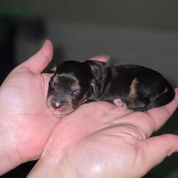Girl 4 - Piebald female Dachshund puppy in Minden, Louisiana from Ironwood Creek