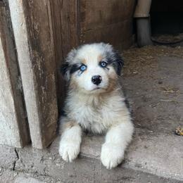 Boy 2 - Blue merle male Australian Shepherd puppy in Kentland, Indiana from Pine Grove Aussies