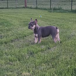 Lulu - French Bulldog