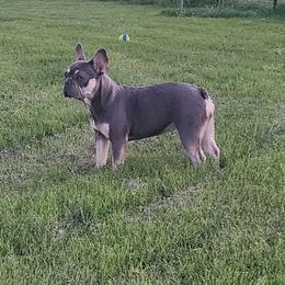 Lulu - French Bulldog