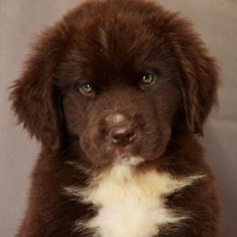 Nora - Brown female Newfoundland puppy in Dalton, Ohio from Newfforu