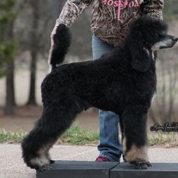 Poodle Puppies from Antigua Standard Poodles