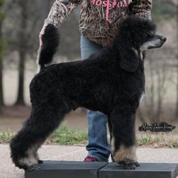 Poodle Puppies from Antigua Standard Poodles