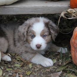 Boy 3 - Miniature Australian Shepherd puppy in Oshoto, Wyoming from Way Out West Toy & Mini Aussies