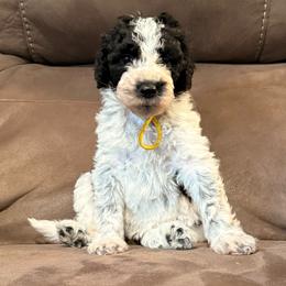 Yellow - Black and white female Sheepadoodle puppy in Prairie Du Chien, Wisconsin from Hicklin Hollow Ranch