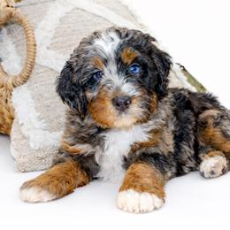 Poppy (Orange) - Tri-color female Bernedoodle puppy in Highland, Utah from Angel Pups Deluxe