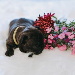 French Bulldog Puppies from Frenchie Bulldog Kisses