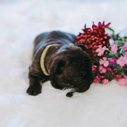 French Bulldog Puppies from Frenchie Bulldog Kisses