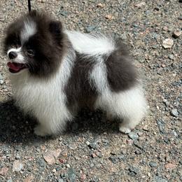 Frosty - Blue brindle male Pomeranian puppy in Zionville, North Carolina from Shaner Poms
