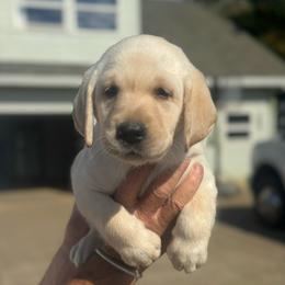 Female 2 - Yellow female Labrador Retriever puppy in Yamhill, Oregon from FitzGerald Kennels