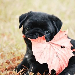 Beagles, Great Danes, and Pugs from Folklore Kennel