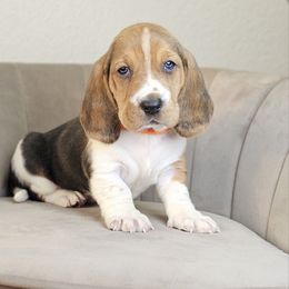 Orange collar 'Pumpkin' - Black brown and white male Basset Hound puppy in Valley, Washington from Peaceful Valley Paws