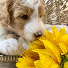 Bernedoodle and Cavapoo Puppies from Dulcito Doodles