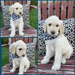 Goldendoodle Puppies from Puppy Paws Colorado