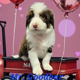 Mr. Goodbar - Brown and white male Aussiedoodle puppy in Boonville, North Carolina from Branch Creek kennels