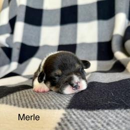 Merle - Black and tan male Pembroke Welsh Corgi puppy in Waverly, Iowa from A Hurd of Corgis