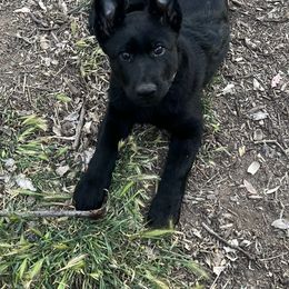 German Shepherd Puppies from KVA Shepherds