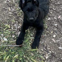 German Shepherd Puppies from KVA Shepherds
