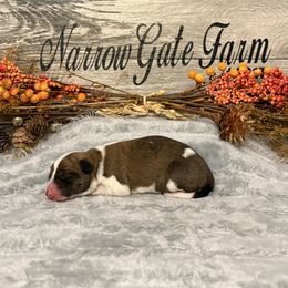 Girl 1 - Brindle female Border Collie puppy in Moody, Texas from Narrow Gate Farm