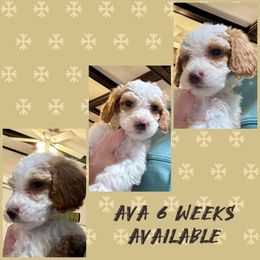 Ava - Goldendoodle puppy from Perfect Fit Poodles & Doodles