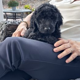 Goldendoodle Puppies from Dani’s Doodles