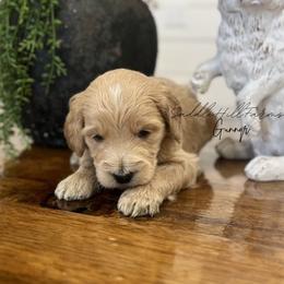 Gunnar 1725 - Cream male Goldendoodle puppy in Rienzi, Mississippi from Saddle Hill Farms