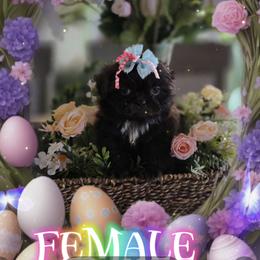 Girl 1 - Chocolate female Shih Tzu puppy in Victorville, California from 🩷CHAFFINO ADORABLE SHIH TZUS