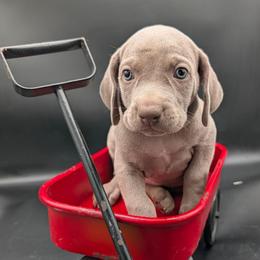 Reba - Gray female Weimaraner puppy in Evart, Michigan from Drehbar Weimaraners