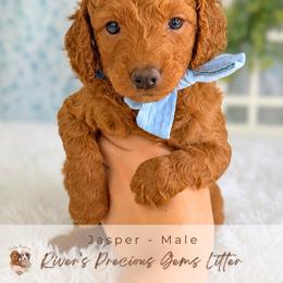 Jasper - Red  male Goldendoodle puppy in Atlanta, Georgia from Teddy Puppies