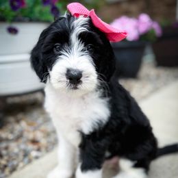 Anita - Black and white female Sheepadoodle puppy in Marion, Ohio from Doodles & Doxies