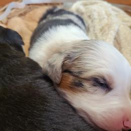 Samson - Blue merle male Miniature Australian Shepherd puppy in Willard, Missouri from Stoney Brook Aussies