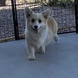 Lacey - Pembroke Welsh Corgi