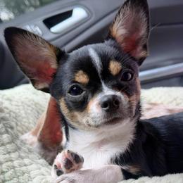 Rex - Black and tan male Chihuahua puppy in Harrison, Michigan from Cloud9 Chihuahuas