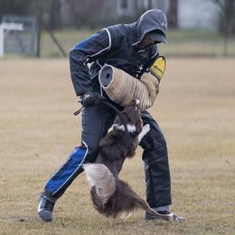 Border Collies from Bite back border collies
